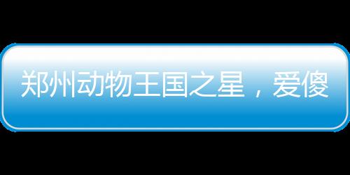 鄭州動物王國之星，愛傻樂的巴西貘走紅