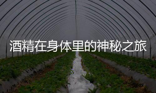 酒精在身體里的神秘之旅，揭開酒精的生理效應(yīng)