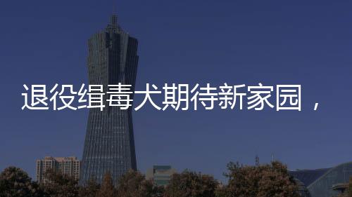 退役緝毒犬期待新家園，領(lǐng)養(yǎng)呼吁之聲響徹天地