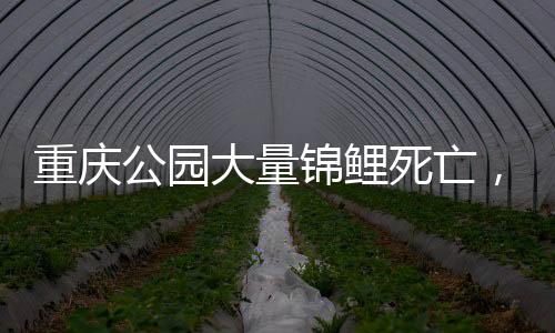 重慶公園大量錦鯉死亡，投毒者被拘