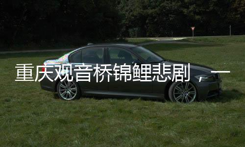 重慶觀音橋錦鯉悲劇，一夜間大量死亡，原因待查