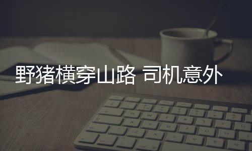 野豬橫穿山路 司機(jī)意外相撞 驚險(xiǎn)瞬間引關(guān)注