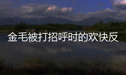 金毛被打招呼時的歡快反應(yīng)與主人隔窗熱情回應(yīng)，人與犬之間的深厚情感
