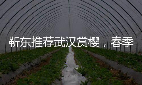 靳東推薦武漢賞櫻，春季旅游新熱點