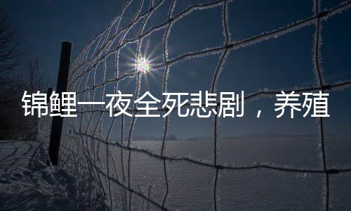 錦鯉一夜全死悲劇，養(yǎng)殖場陷入困惑之謎