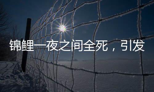 錦鯉一夜之間全死，引發(fā)關(guān)注和調(diào)查