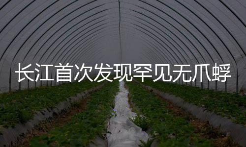 長(zhǎng)江首次發(fā)現(xiàn)罕見無爪蜉，揭開神秘面紗，探尋生態(tài)新篇章