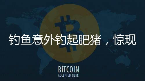 釣魚意外釣起肥豬，驚現(xiàn)垂釣新奇跡！
