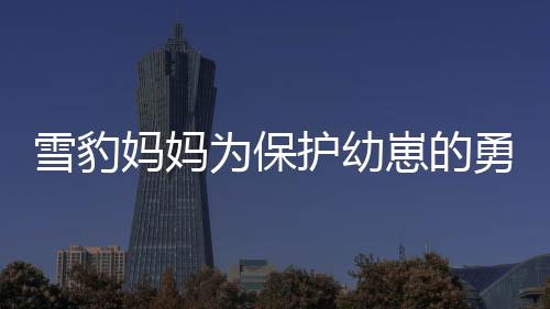 雪豹媽媽為保護幼崽的勇者之斗，一場母愛的壯烈戰(zhàn)役