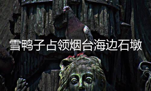 雪鴨子占領(lǐng)煙臺海邊石墩，冬日勝景引熱議