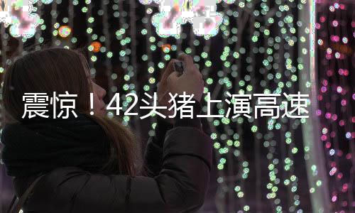 震驚！42頭豬上演高速大逃亡，警方緊急展開(kāi)追捕行動(dòng)