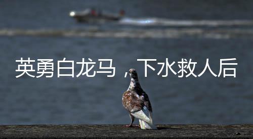 英勇白龍馬，下水救人后的病情波折