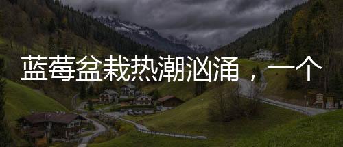 藍(lán)莓盆栽熱潮洶涌，一個(gè)月成交超百萬盆，新型綠植市場的火爆現(xiàn)象