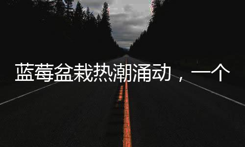 藍莓盆栽熱潮涌動，一個月成交超百萬盆——火爆種植潮流揭秘