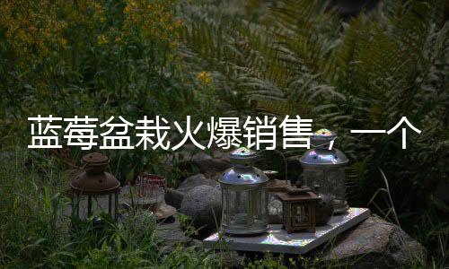 藍(lán)莓盆栽火爆銷售，一個(gè)月成交超百萬盆