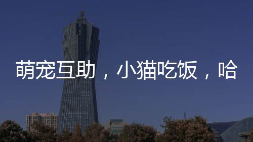 萌寵互助，小貓吃飯，哈士奇護食的溫馨故事