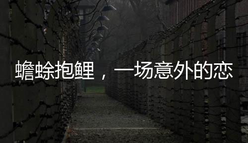 蟾蜍抱鯉，一場(chǎng)意外的戀愛烏龍