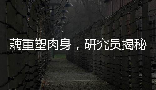 藕重塑肉身，研究員揭秘生命新奇跡