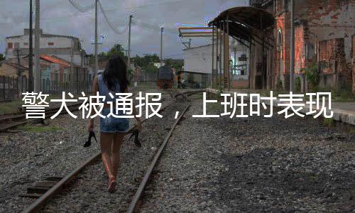 警犬被通報(bào)，上班時(shí)表現(xiàn)不佳引發(fā)關(guān)注——一則關(guān)于警犬工作狀態(tài)的深度觀察
