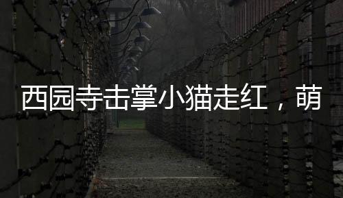 西園寺?lián)粽菩∝堊呒t，萌態(tài)引熱議