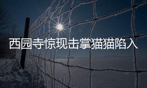 西園寺驚現(xiàn)擊掌貓貓陷入情感迷霧，網(wǎng)友熱議紛紛