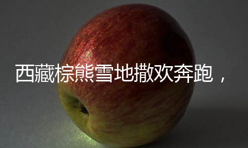 西藏棕熊雪地撒歡奔跑，冬日生態(tài)美景驚艷亮相