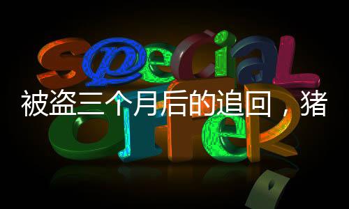 被盜三個(gè)月后的追回，豬的體重飆升了百斤