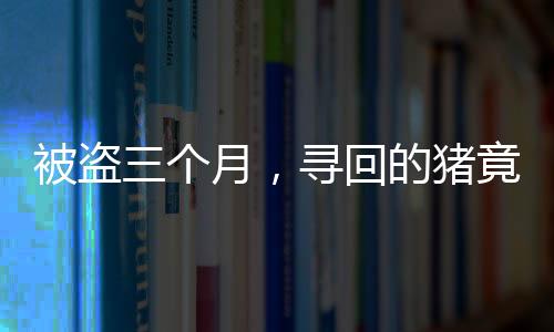 被盜三個月，尋回的豬竟增重百斤，奇跡背后的故事