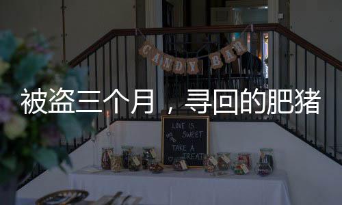 被盜三個(gè)月，尋回的肥豬竟增重百斤，一則關(guān)于奇跡與重逢的故事