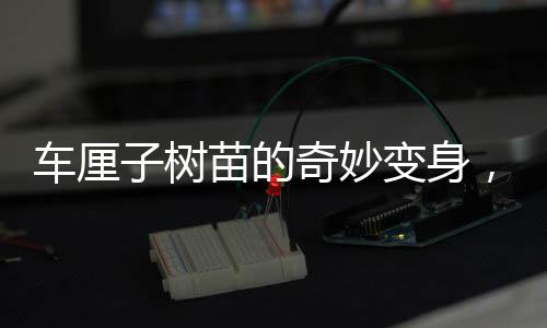車厘子樹苗的奇妙變身，從網(wǎng)購至海棠果盛的神奇旅程