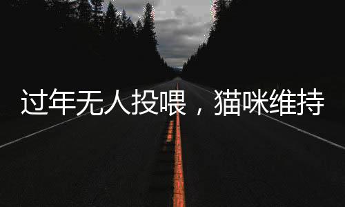 過(guò)年無(wú)人投喂，貓咪維持日常秩序——記一城的喵年除夕夜