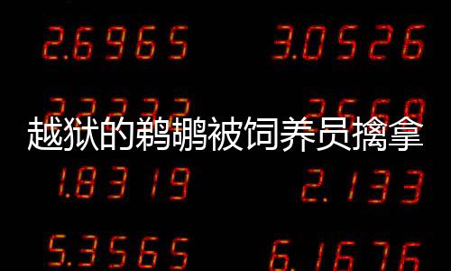 越獄的鵜鶘被飼養(yǎng)員擒拿歸籠，回歸自然的和諧序章
