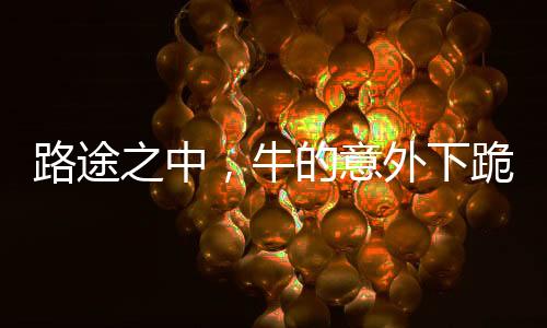 路途之中，牛的意外下跪引發(fā)深思