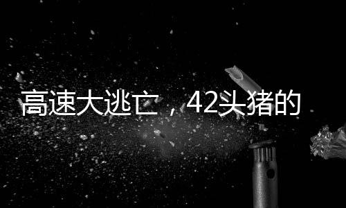 高速大逃亡，42頭豬的大冒險(xiǎn)