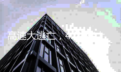 高速大逃亡，42頭豬上演逃離牧場(chǎng)大戲