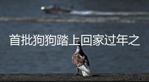 首批狗狗踏上回家過年之路