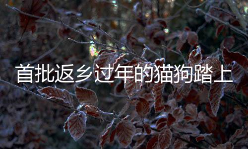 首批返鄉(xiāng)過年的貓狗踏上歸途，溫馨故事傳遞跨物種的情感紐帶