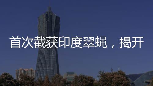 首次截獲印度翠蠅，揭開神秘面紗下的故事篇章