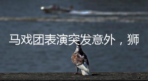 馬戲團(tuán)表演突發(fā)意外，獅子突然咬人事件震驚全場(chǎng)