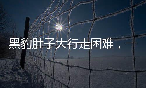 黑豹肚子大行走困難，一起關(guān)注野生動物健康問題