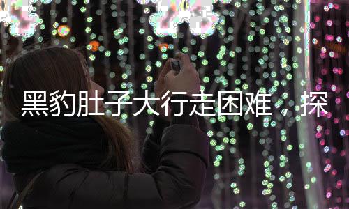 黑豹肚子大行走困難，探究野生動物健康危機與保護(hù)之道