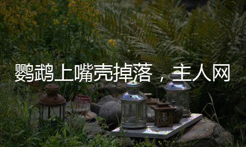 鸚鵡上嘴殼掉落，主人網(wǎng)上發(fā)帖求助