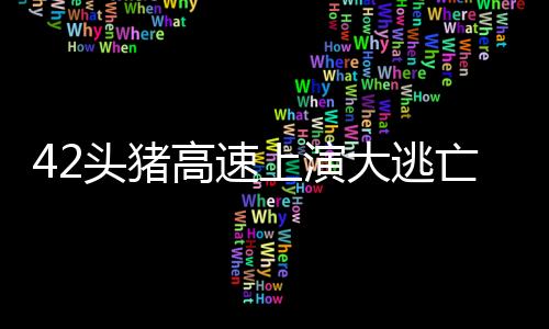 42頭豬高速上演大逃亡 一場意外的動物救援行動
